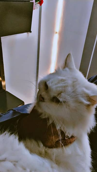 pure Persian female cat