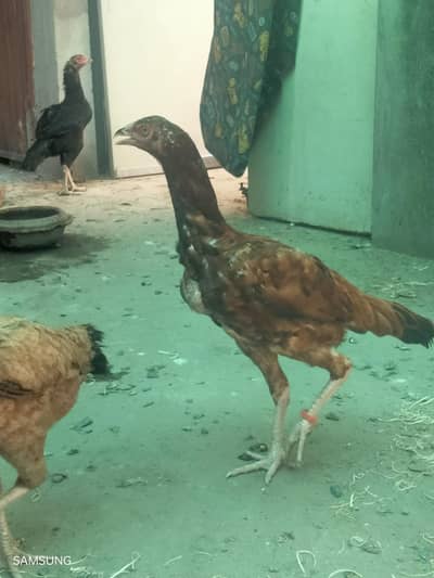 aseel chicks