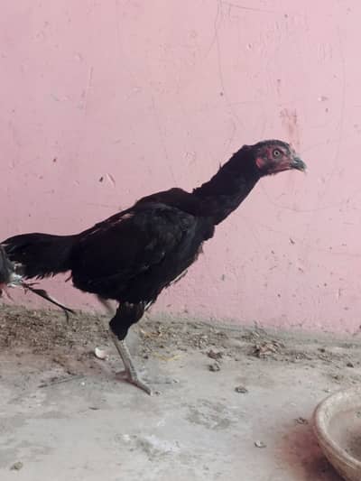 Aseel madi for sale