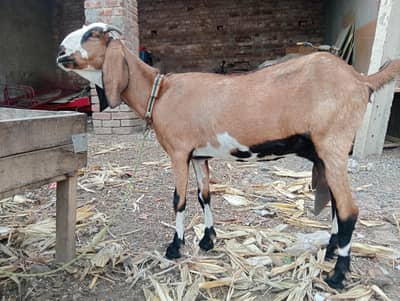 25 days pregnant female bakri