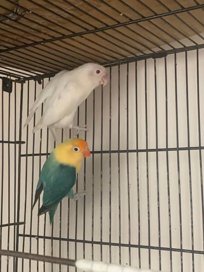 love bird breeder pair