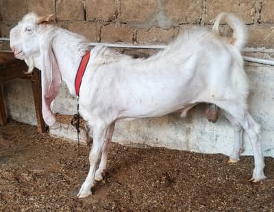 Pure Gulabi Bakra Breeder Quality Spotless 2 Dant