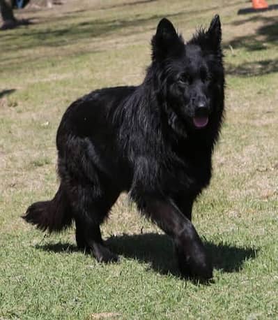 Pedigree Long coated Black German shepherd puppies for sale
