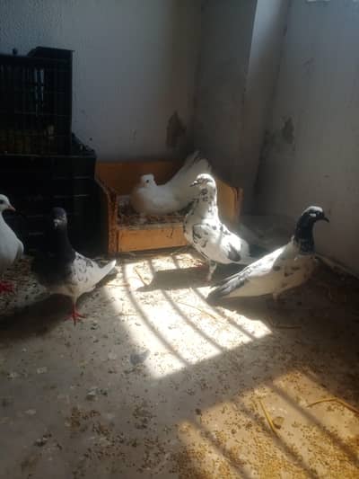 for sale