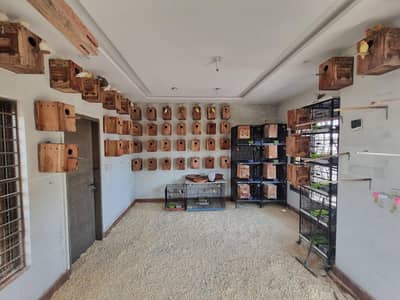 lovebirds boxes