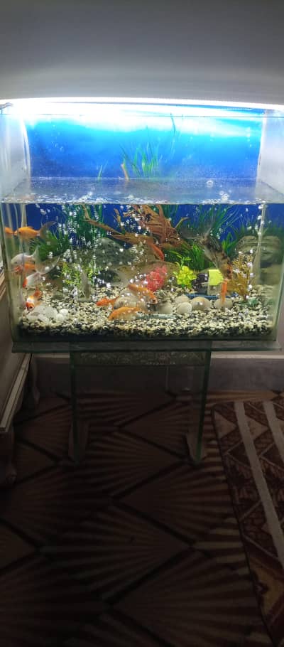 Beautifull Fish Aquarium with All Setup