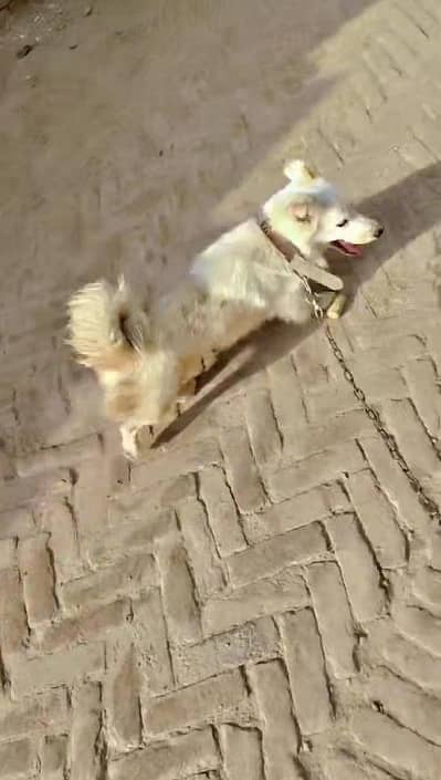 Russian dog for sale urgent
