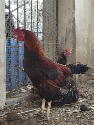 murgha for sale breed nhi pata healthy  and active