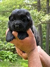 Black German shepherd puppies for sale