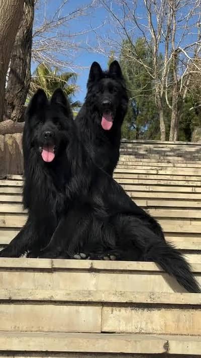 Pedigree Long coated Black German shepherd puppies for sale