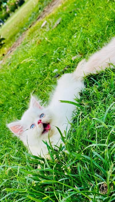 peki male kitten