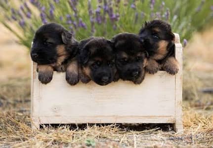 German shepherd puppies for sale