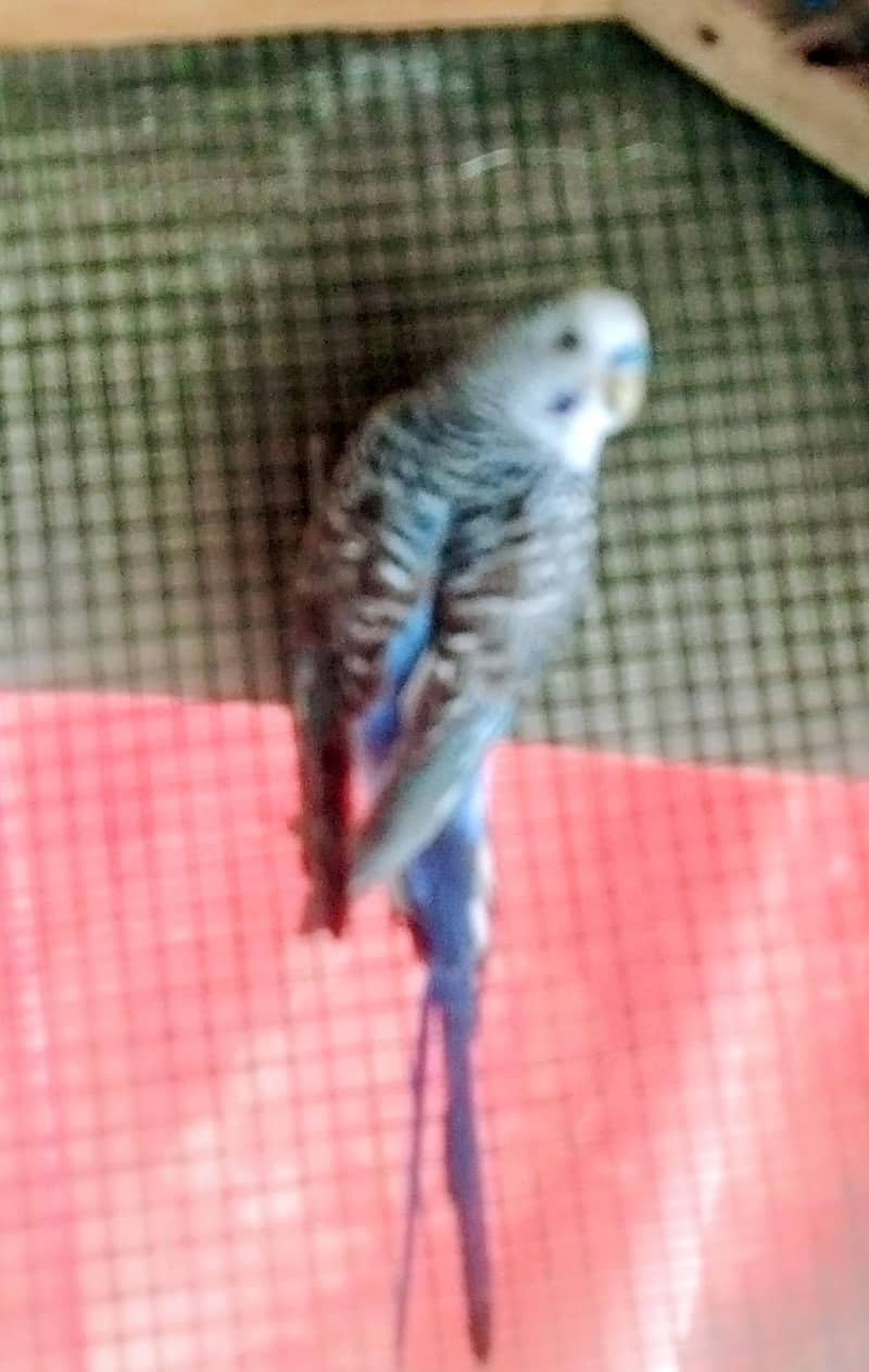 black wing 3