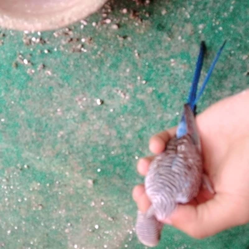 black wing 7