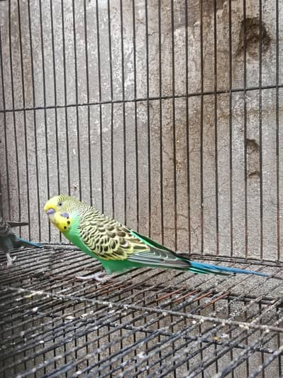 king size breeder male