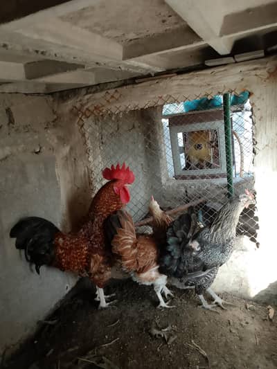 Eggs Lying Hens