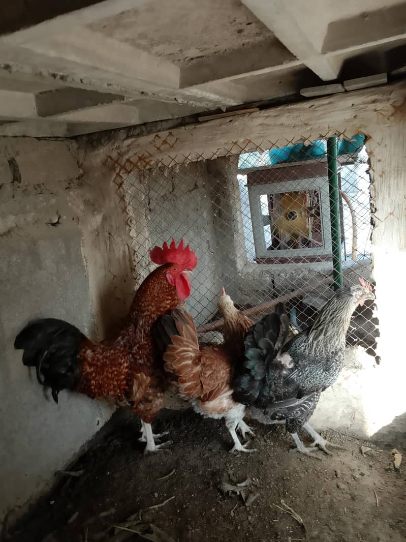 Eggs Lying Hens 0