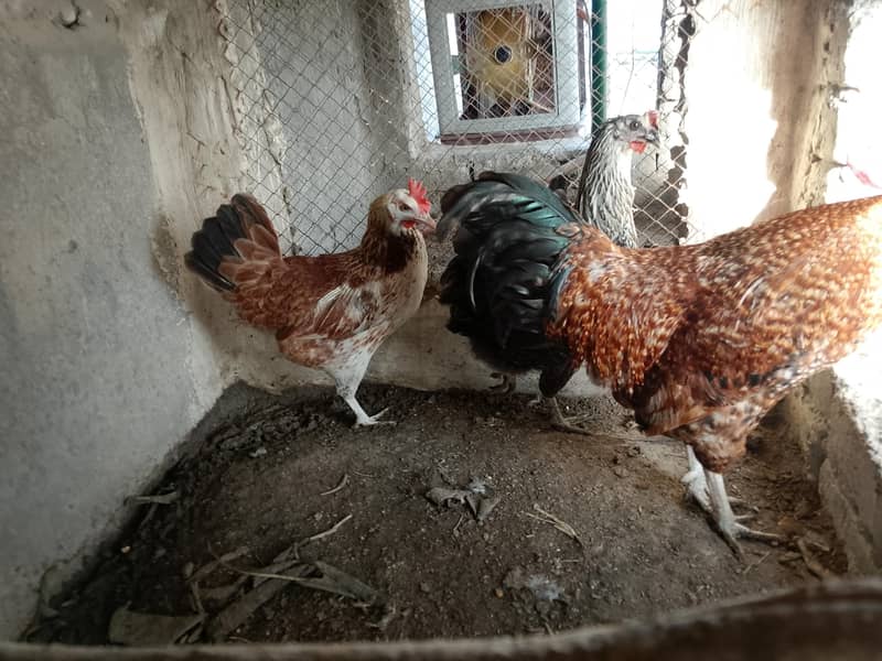 Eggs Lying Hens 1