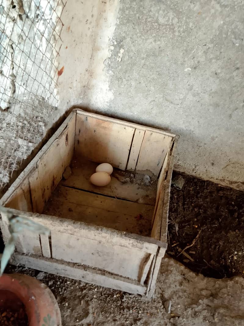 Eggs Lying Hens 2