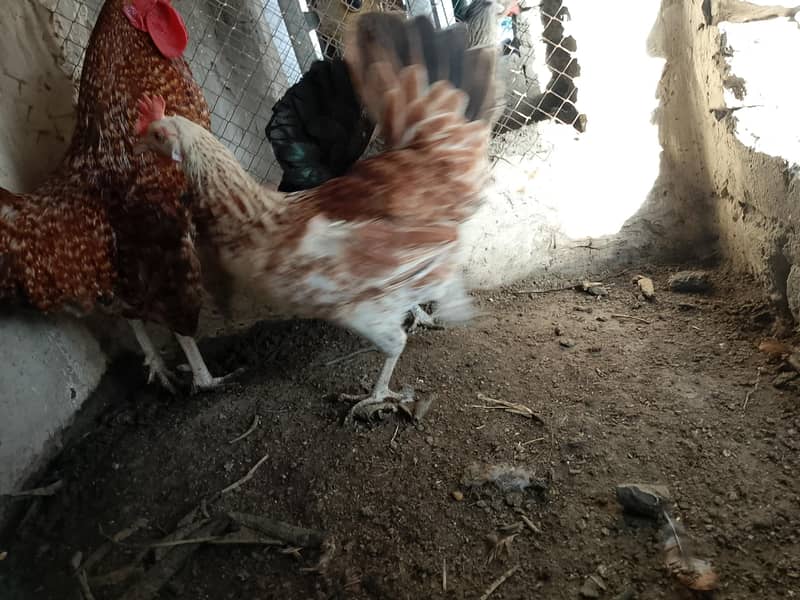Eggs Lying Hens 3