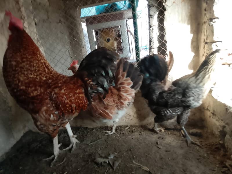 Eggs Lying Hens 4
