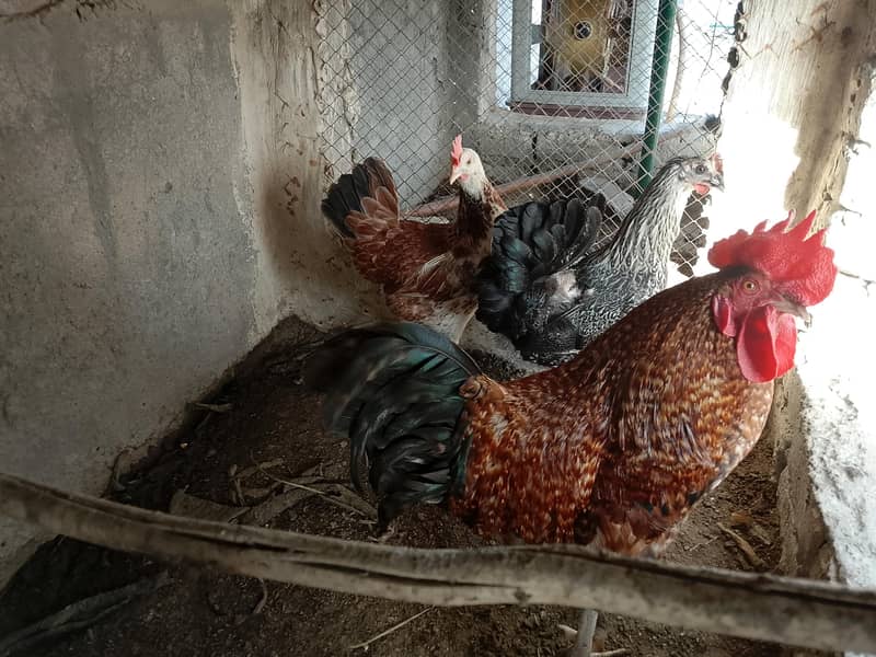 Eggs Lying Hens 5