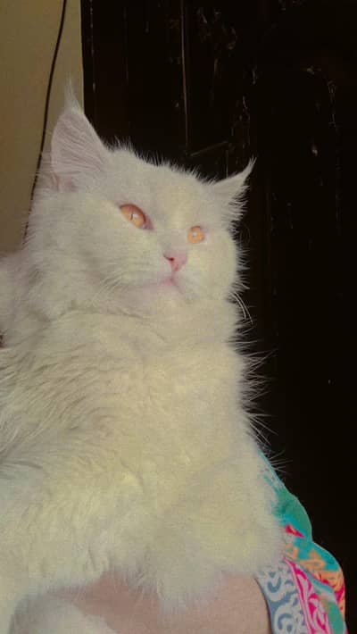White persion cat