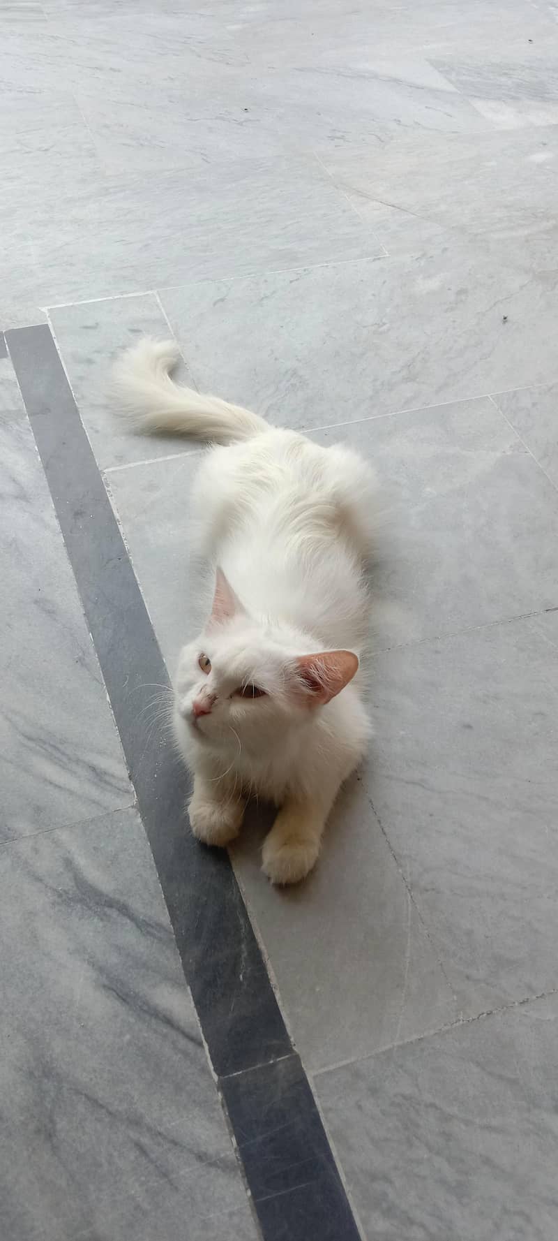 White persion cat 1