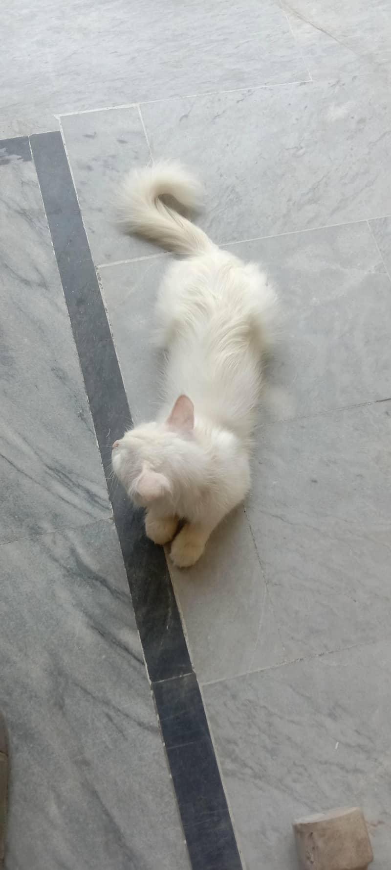 White persion cat 2