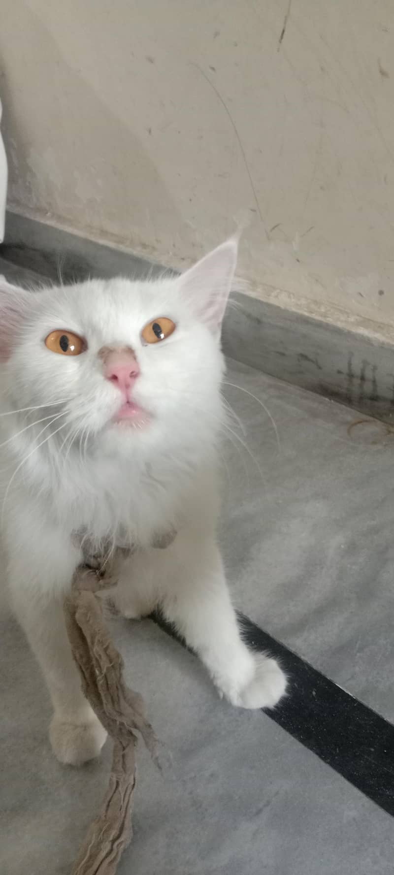 White persion cat 3