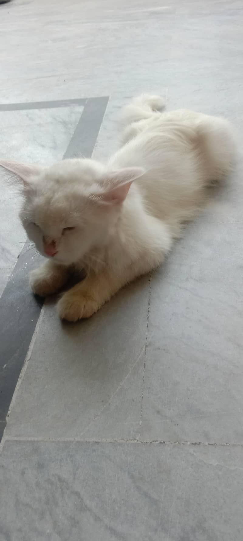 White persion cat 4