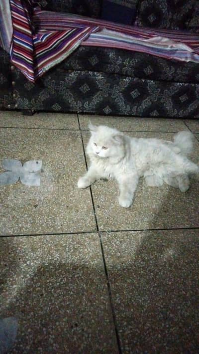 Persian triple coat male cat