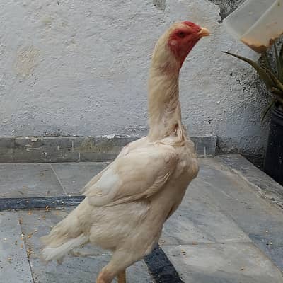 aseel white shamoo female price 03169034640