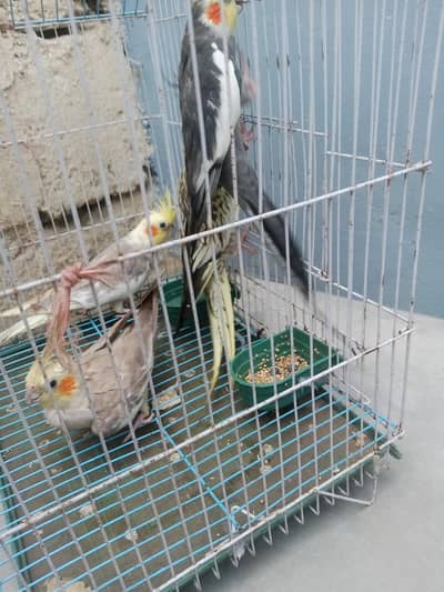 cocktail breeding pair available