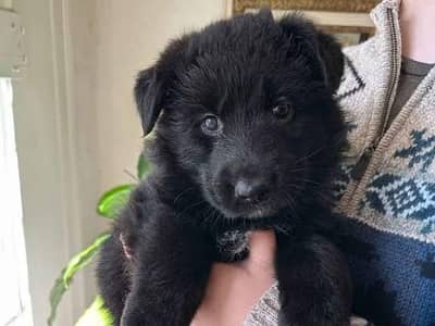 Black German shepherd puppies for sale