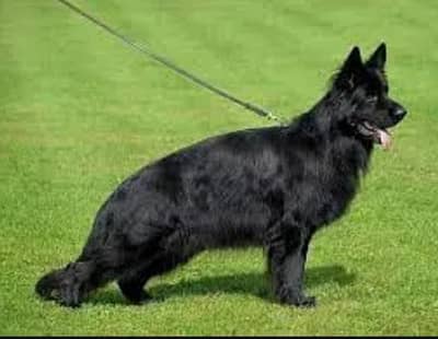 Pedigree Long coated Black German shepherd puppies for sale