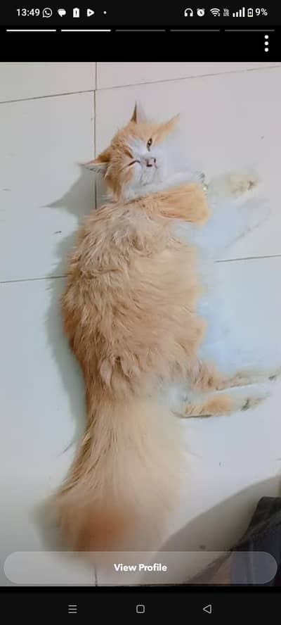 Male kitten For Sale