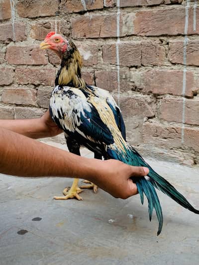 khobsurat patha choti height ka bird hai