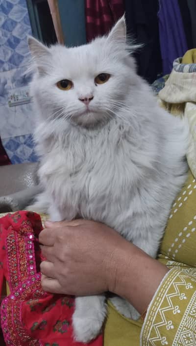 female cat for sale