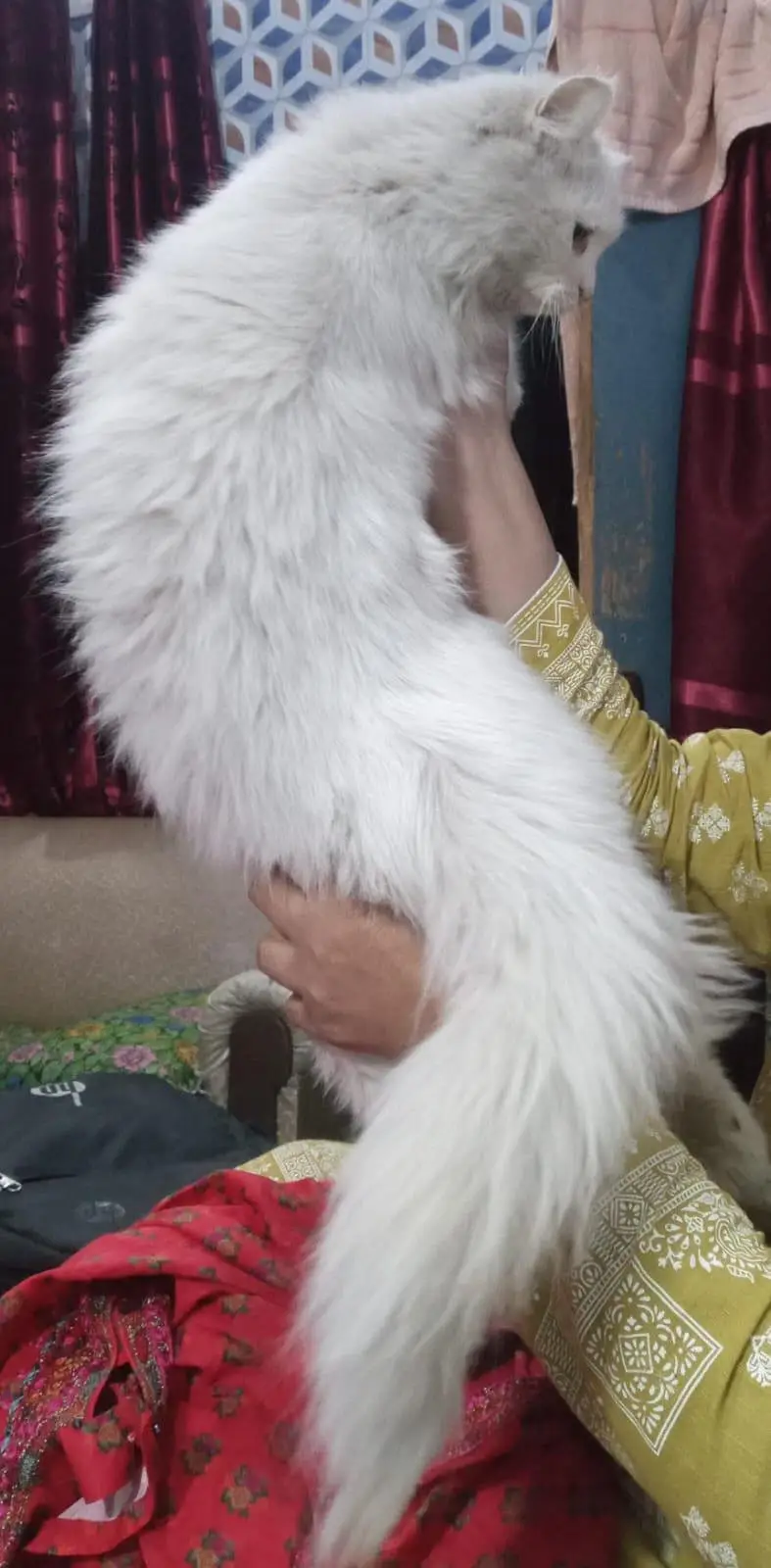 female cat for sale — photo 2