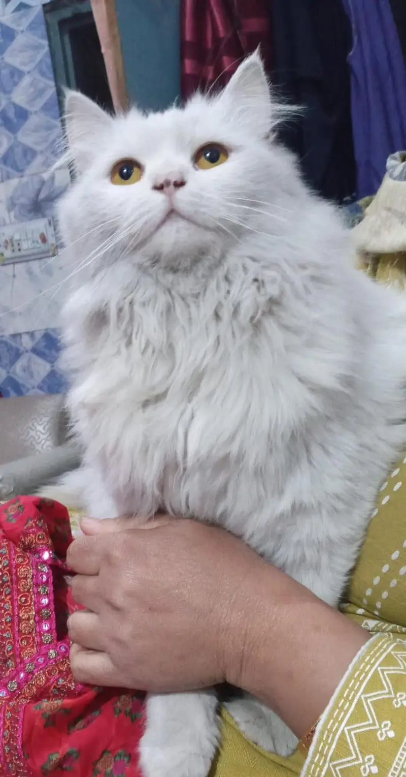 female cat for sale — photo 3