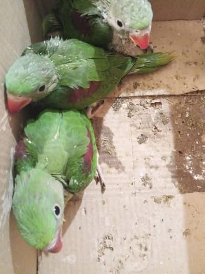 raw parrot for sale age less than 2 months