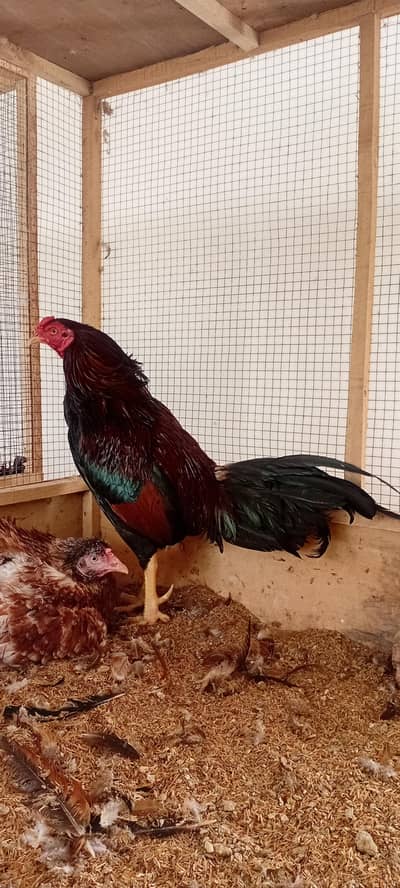 Mianwali Reza Old Bloodline Pair Available
