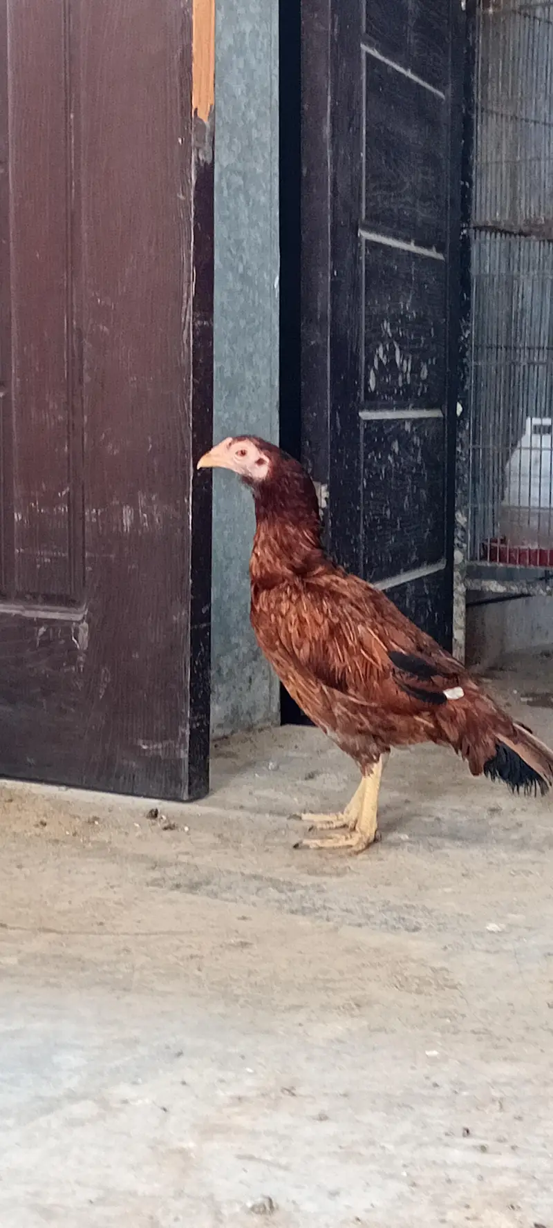 Mianwali Reza Old Bloodline Pair Available — photo 2