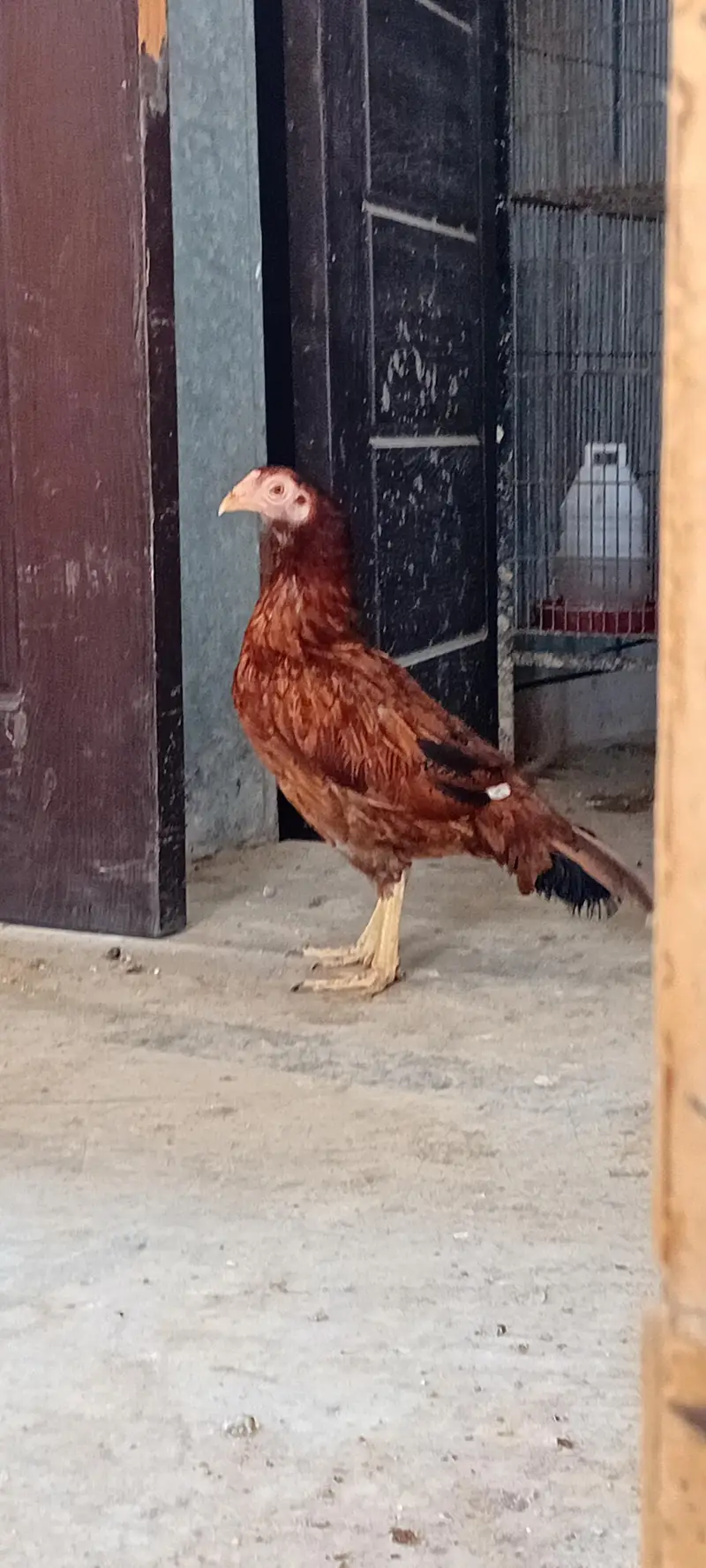 Mianwali Reza Old Bloodline Pair Available — photo 3