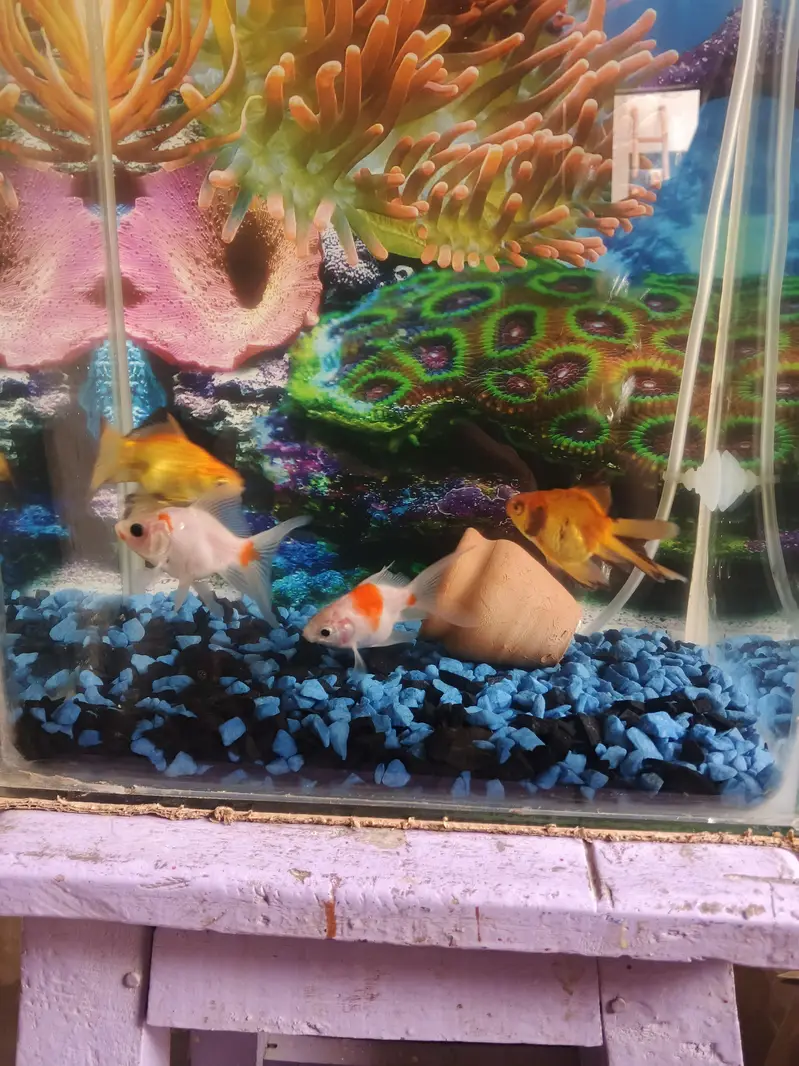 Aquarium for sale — photo 3