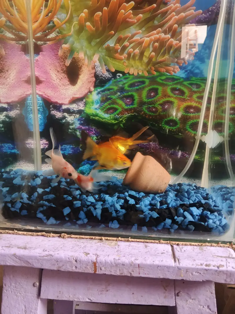 Aquarium for sale — photo 4