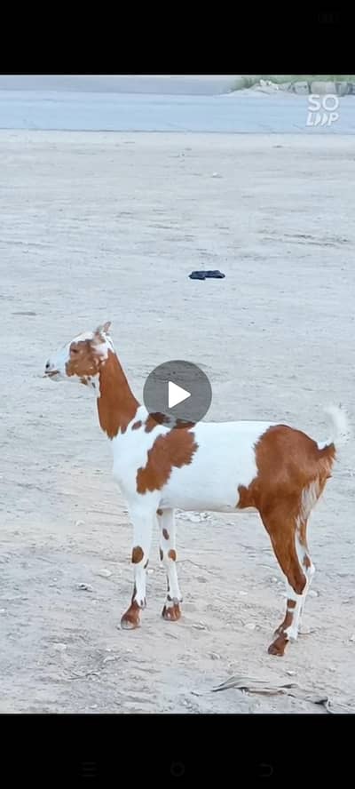 Barbari Bakri For Sale