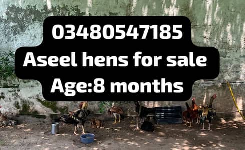 Aseel hens and murgha