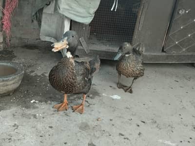 duck pair for sale